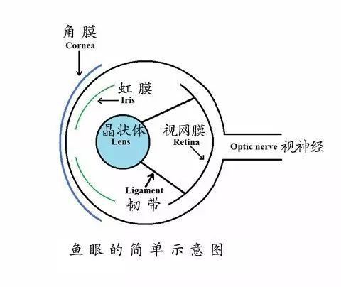 紅龍魚眼睛腫了會自愈嗎？