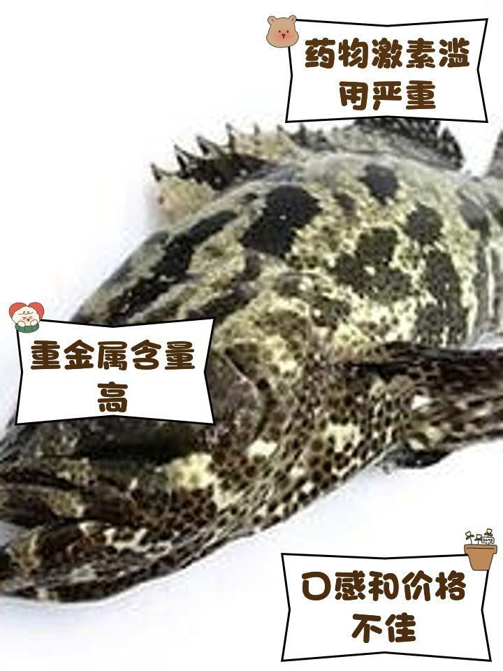 龍躉魚為啥不建議吃呢 龍躉魚為啥不建議吃呢 龍魚百科 第4張