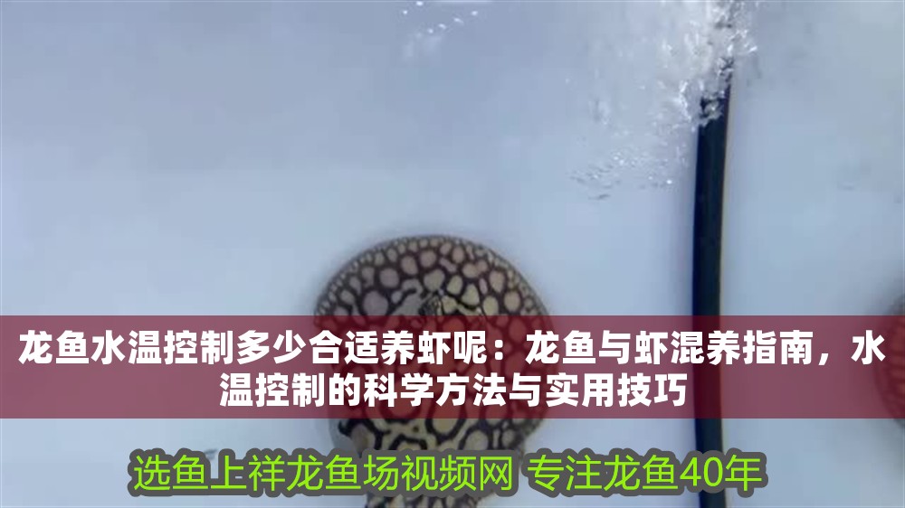 龍魚水溫控制多少合適養蝦呢：龍魚與蝦混養指南，水溫控制的科學方法與實用技巧