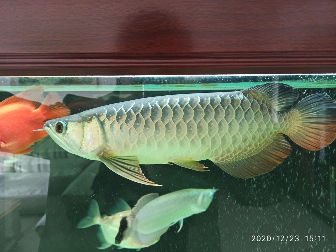 龍魚撞拉筋（龍魚撞拉筋，龍魚撞拉筋怎么辦）