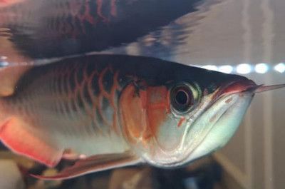 龍魚撞拉筋（龍魚撞拉筋，龍魚撞拉筋怎么辦）