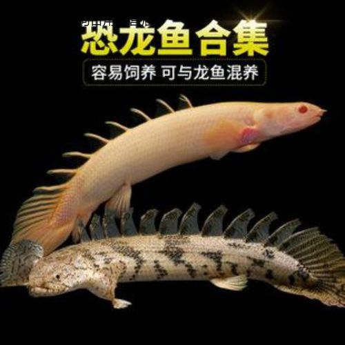 虎紋恐龍魚多少錢一只