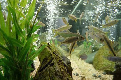 龍魚鰓蓋撞斷后多久可以恢復食欲？