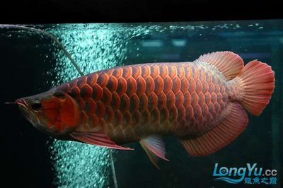紅龍魚微兜嘴怎么調理【紅龍魚微兜嘴怎么調理紅龍魚微兜嘴的原因分析紅龍魚微兜嘴的原因】