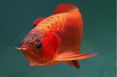 紅龍魚微兜嘴怎么調理【紅龍魚微兜嘴怎么調理紅龍魚微兜嘴的原因分析紅龍魚微兜嘴的原因】