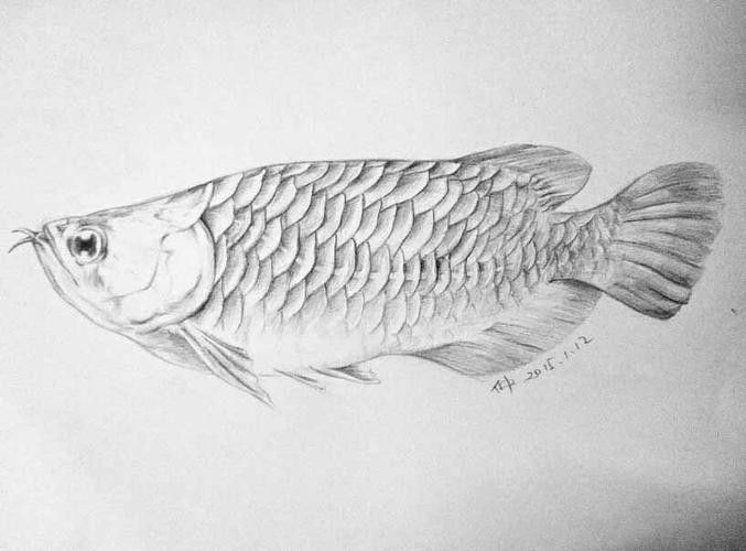 龍魚素描圖片大全大圖簡單
