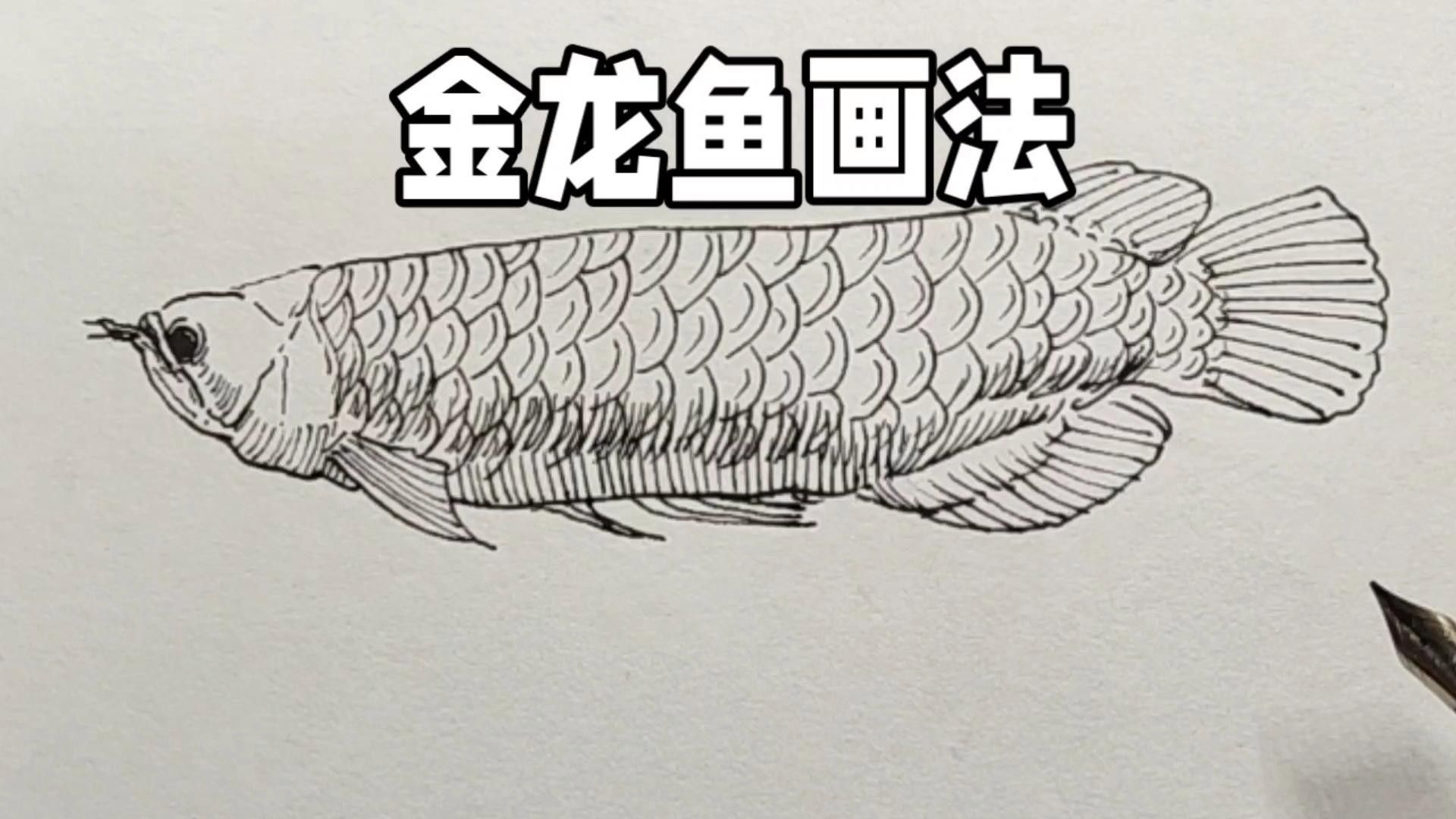 龍魚素描圖片大全大圖簡單