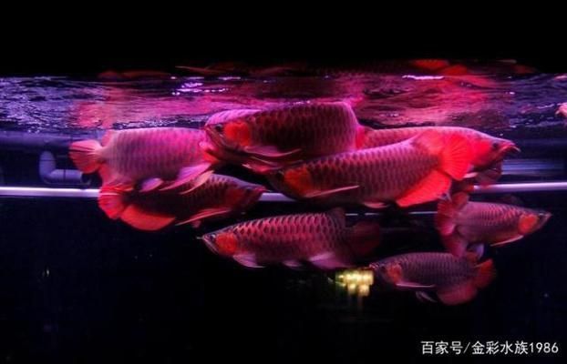 龍魚怎么混養：如何判斷龍魚混養成功