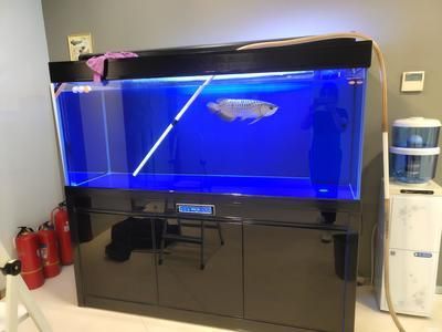 龍魚保養，如何正確選擇、購買龍魚