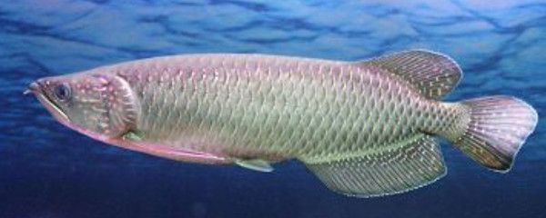 龍魚有多長時間：龍魚壽命受到多種因素影響，