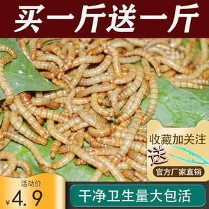 龍魚吃黃粉蟲(chóng)還是大麥蟲(chóng)：黃粉蟲(chóng)（面包蟲(chóng)）和大麥蟲(chóng)的一些相關(guān)信息缺點(diǎn)