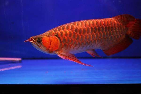 紅龍魚不紅發黃為什么會死 紅龍魚不紅發黃為什么會死 龍魚百科 第3張