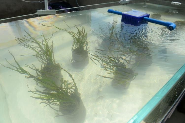 虎斑恐龍魚飼養技巧和方法圖解 虎斑恐龍魚飼養技巧和方法圖解 龍魚百科 第11張