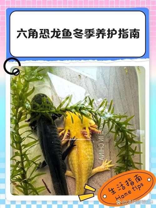 虎斑恐龍魚飼養技巧和方法圖解 虎斑恐龍魚飼養技巧和方法圖解 龍魚百科 第20張