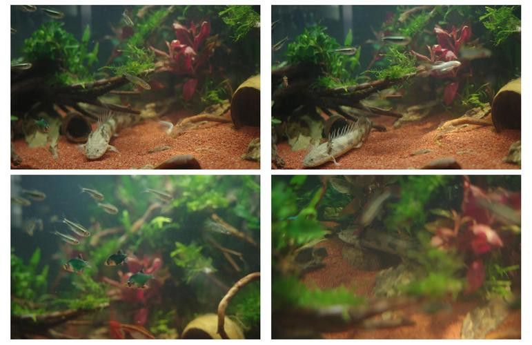 虎斑恐龍魚飼養技巧和方法圖解 虎斑恐龍魚飼養技巧和方法圖解 龍魚百科 第24張
