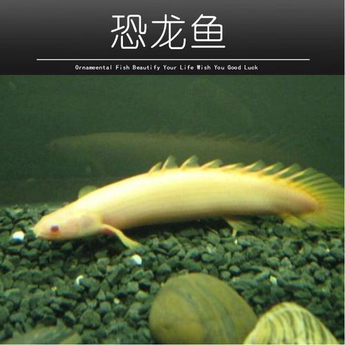 虎斑恐龍魚飼養技巧和方法圖解 虎斑恐龍魚飼養技巧和方法圖解 龍魚百科 第35張