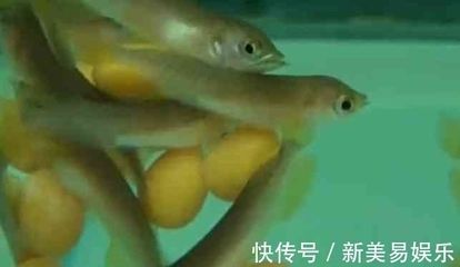 金龍魚寶寶在嘴巴里:金龍魚總在魚缸里張嘴巴怎么回事 龍魚百科 第2張 金龍魚寶寶在嘴巴里:金龍魚總在魚缸里張嘴巴怎么回事 金龍魚寶寶在嘴巴里:金龍魚總在魚缸里張嘴巴怎么回事 龍魚百科 第2張