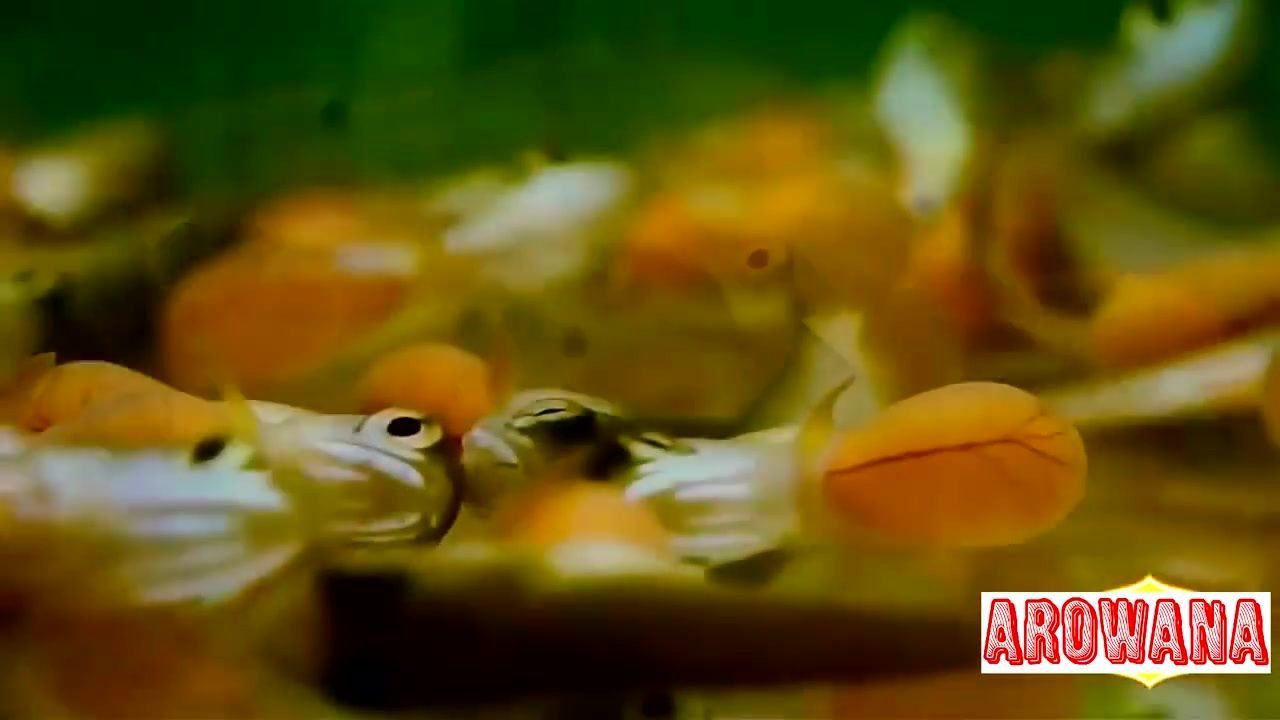 金龍魚寶寶在嘴巴里:金龍魚總在魚缸里張嘴巴怎么回事 龍魚百科 第1張 金龍魚寶寶在嘴巴里:金龍魚總在魚缸里張嘴巴怎么回事 金龍魚寶寶在嘴巴里:金龍魚總在魚缸里張嘴巴怎么回事 龍魚百科 第1張