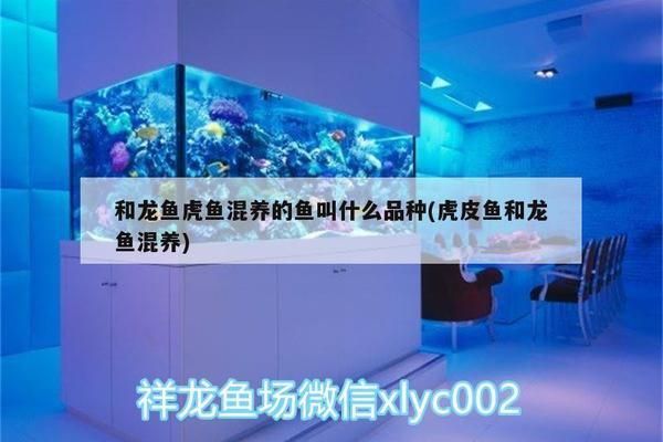 龍魚虎魚一樣大小的魚叫什么