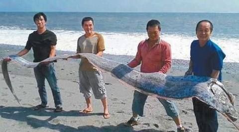 龍魚虎魚一樣大小的魚叫什么