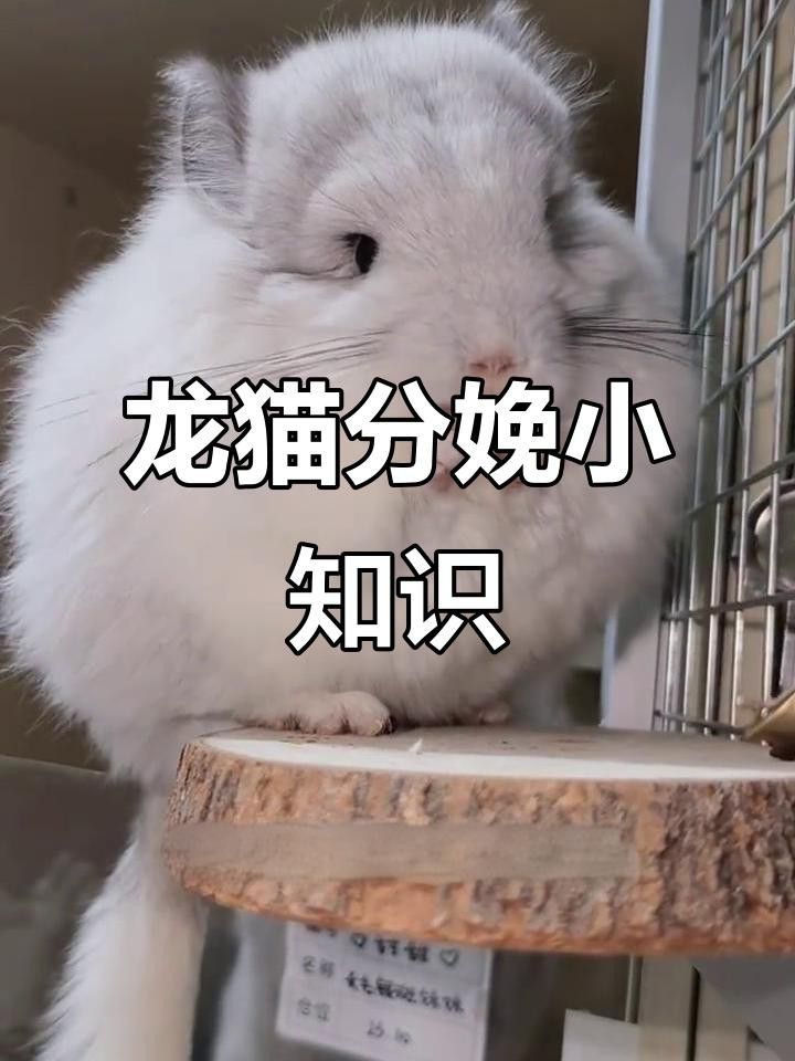 龍貓繁殖有哪些注意事項？