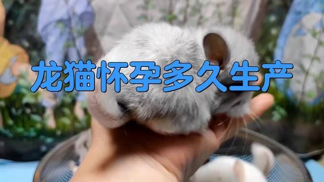 龍貓繁殖有哪些注意事項？