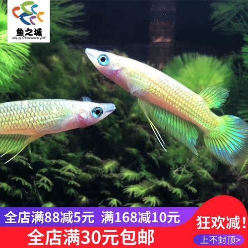哪里可以購(gòu)買(mǎi)到正宗的印尼金龍魚(yú)？