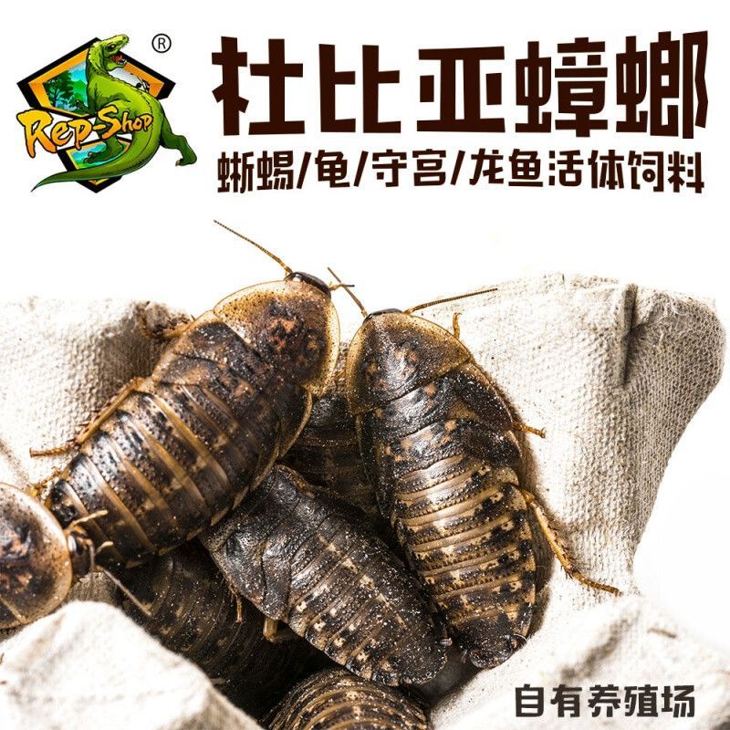 蟑螂對龍魚有什么營養嗎（龍魚吃蟑螂好嗎帶你了解龍魚的正確飲食）