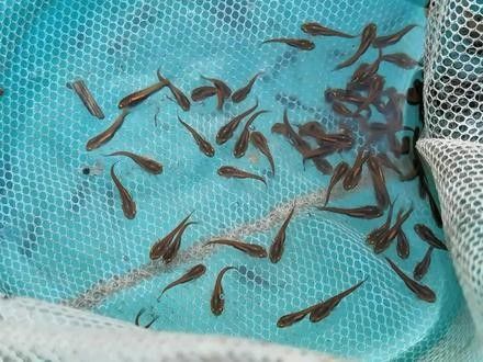 雷龍魚苗價格