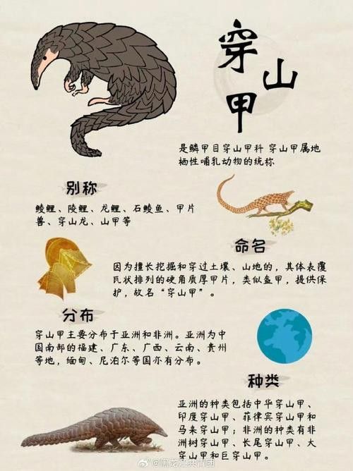 浙江龍魚是什么魚類圖片
