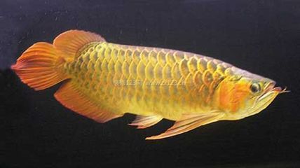 紅龍魚養什么配魚防掉眼：紅龍魚防掉眼適合什么配魚