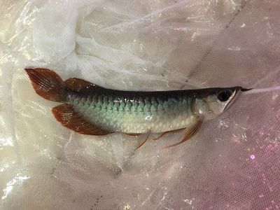 紅龍魚鱗片掉了還能長嗎怎么辦（紅龍魚鱗片掉了之后是有可能重新生長出來的，但是有可能重新生長）