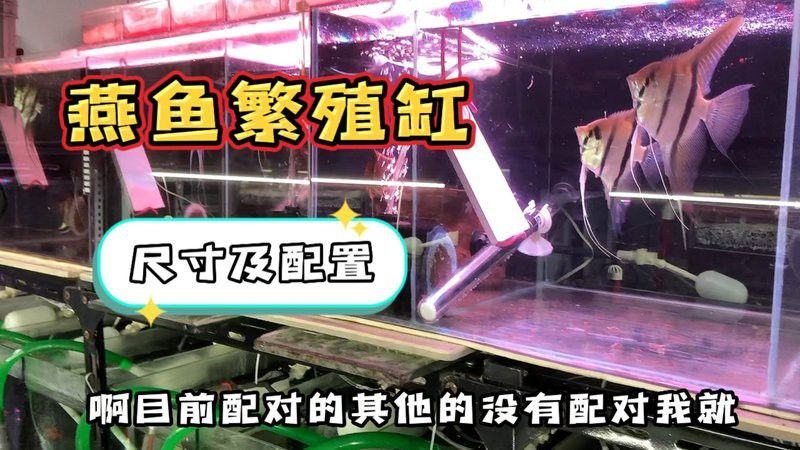 金龍魚繁殖需要哪些特殊設備？ 金龍魚繁殖需要哪些特殊設備？ 龍魚百科 第1張
