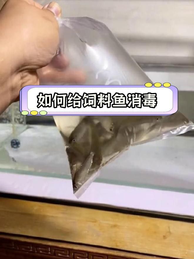 幼魚階段飼料如何消毒？