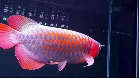 最漂亮的紅龍魚品種圖片及價格 最漂亮的紅龍魚品種圖片及價格 龍魚百科 第34張