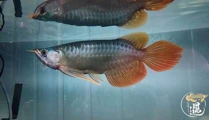 龍魚得腸炎主要表現在什么地方呢視頻：龍魚腸炎的一些表現 龍魚得腸炎主要表現在什么地方呢視頻：龍魚腸炎的一些表現 龍魚百科 第2張