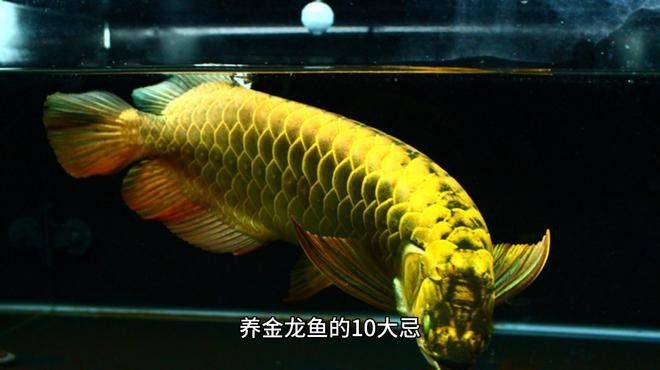 新手養金龍魚需要注意什么細節 新手養金龍魚需要注意什么細節 龍魚百科 第13張