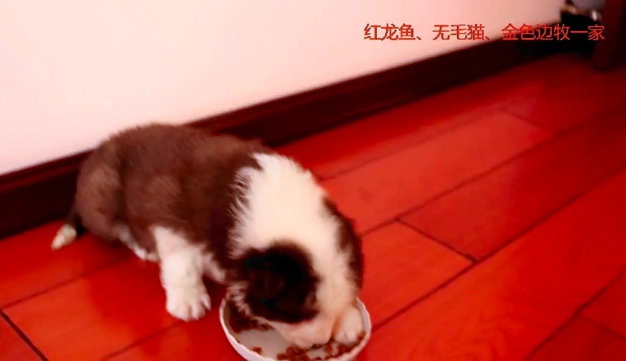 紅龍魚黃金貓魚飼料選擇指南：養殖紅龍魚和黃金貓魚的注意事項 紅龍魚黃金貓魚飼料選擇指南：養殖紅龍魚和黃金貓魚的注意事項 龍魚百科 第5張