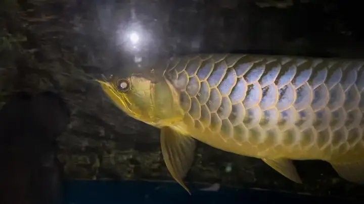 龍魚虎魚打架怎么辦視頻教學 龍魚虎魚打架怎么辦視頻教學 龍魚百科 第1張