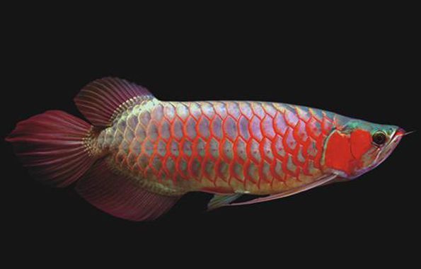 龍魚喂口不好怎么辦呢：如何解決龍魚喂口不好的問題 龍魚喂口不好怎么辦呢：如何解決龍魚喂口不好的問題 龍魚百科