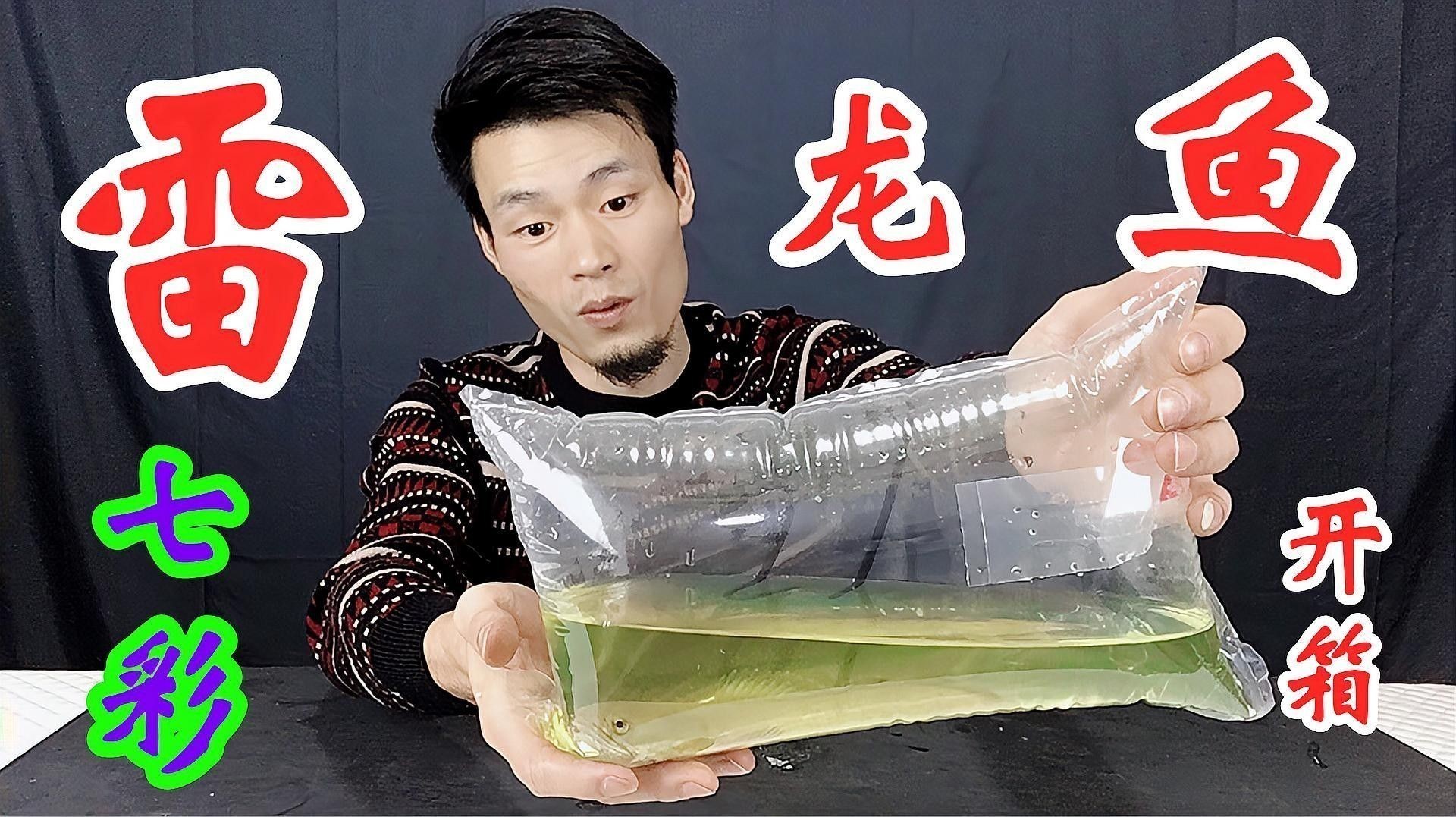 雷龍魚怎么打包食物