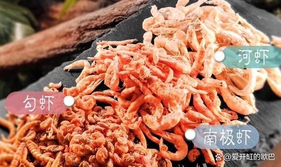雷龍魚怎么打包食物