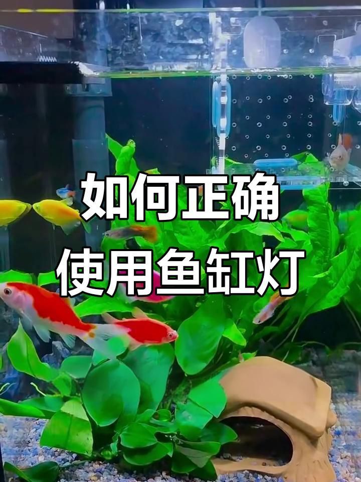 過背金龍魚燈光每天應該開多久? 龍魚百科 第3張 過背金龍魚燈光每天應該開多久? 過背金龍魚燈光每天應該開多久? 龍魚百科 第3張