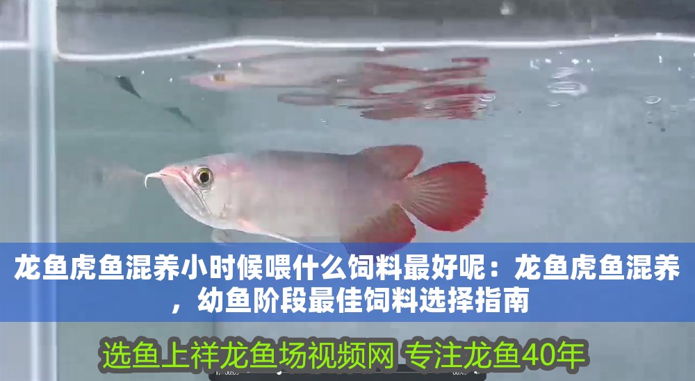 龍魚(yú)虎魚(yú)混養(yǎng)小時(shí)候喂什么飼料最好呢：龍魚(yú)虎魚(yú)混養(yǎng)，幼魚(yú)階段最佳飼料選擇指南