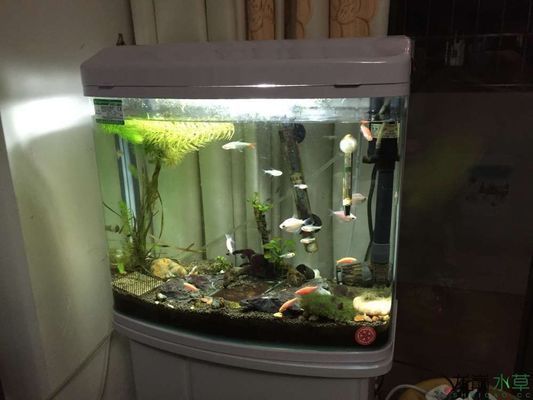 龍魚為什么不能養三條？：為什么不能養三條龍魚
