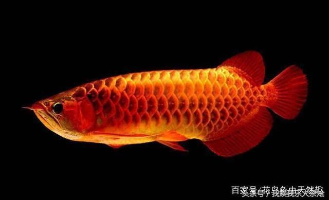 龍魚為什么不能養三條？：為什么不能養三條龍魚