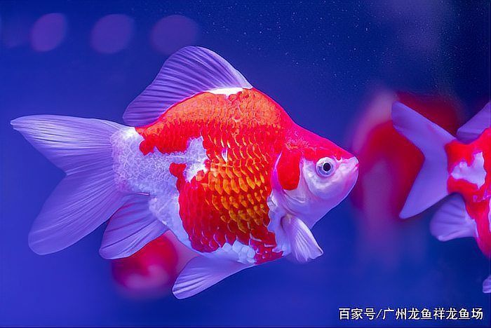 哪種血統的玉鯖魚好