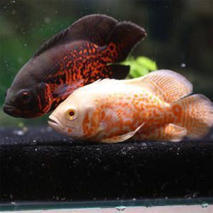 什么牌子的紅龍魚最好養活：什么牌子的紅龍魚最好養？選購與飼養全指南