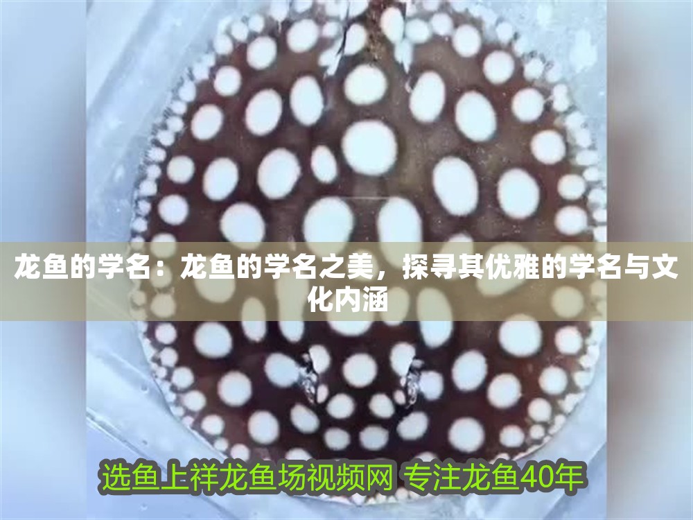 龍魚的學名：龍魚的學名之美，探尋其優雅的學名與文化內涵