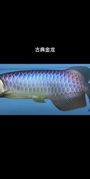 給我一些金龍魚古典過背的圖片